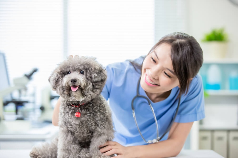 Royal Canin Türkiye Geleceğin Kadın Veteriner Hekimlerini Destekliyor