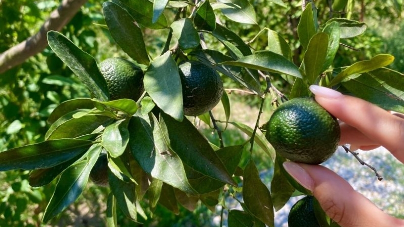 Bodrum’un yeşil mirası: Yeşil Bodrum mandalini