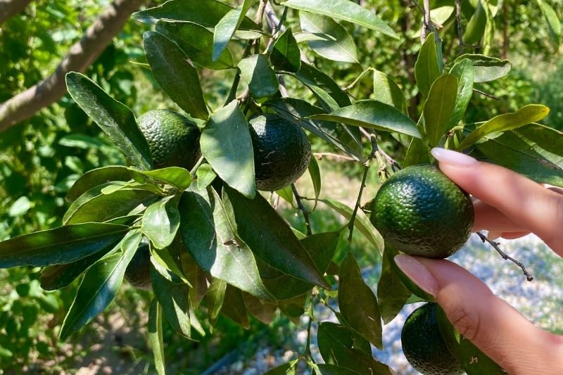 Bodrum'un yeşil mirası: Yeşil Bodrum mandalini